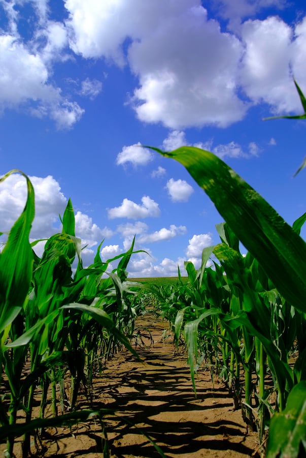 corn crop plants