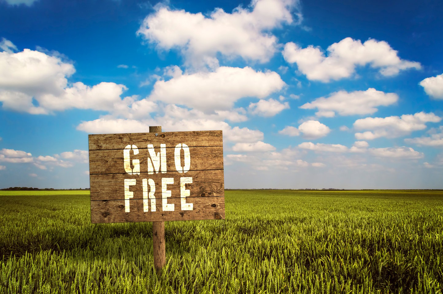 GMO FREE sign on field of rye.